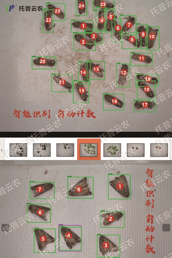 草地貪夜蛾的自動識別和計數 草地貪夜蛾的自動識別和計數