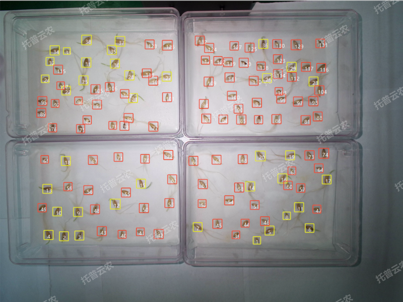 1772702752678254.png 發芽率識別-高通量植物環境調控+高通量茄子污视频网站下载智能萌發鑒定係統.png