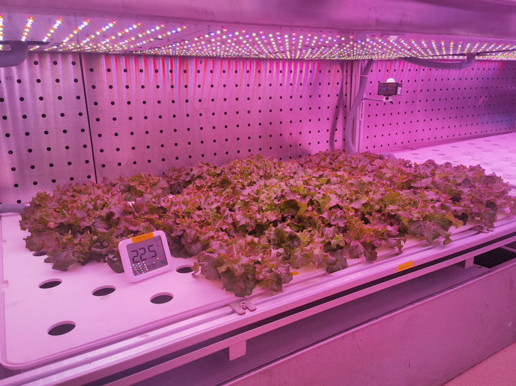 1776044537635065.jpg 2.2植物工廠.jpg