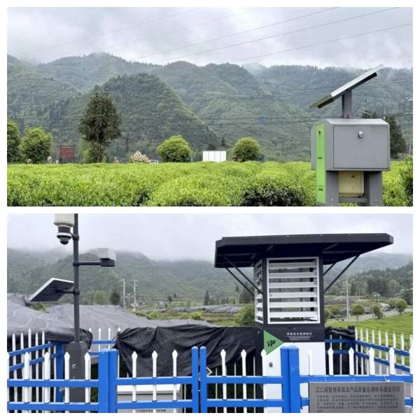 1783933053955677.png 4.江口縣九龍茶葉基地_副本_副本.png